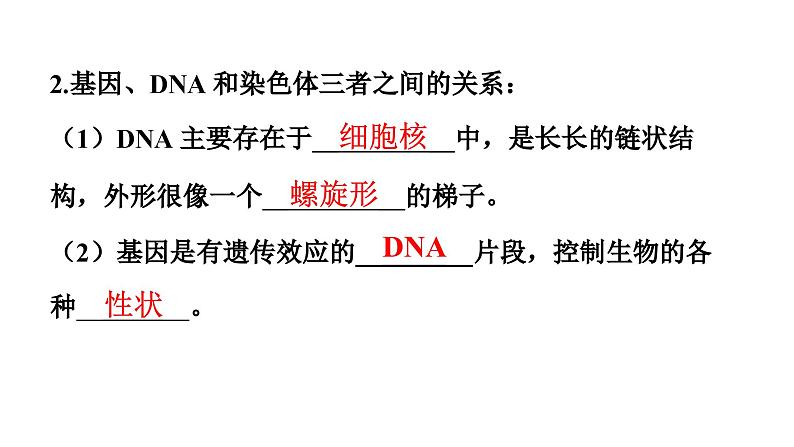 人教版生物八年级下册 第七单元第二章第二节基因在亲子代间的传递课件05