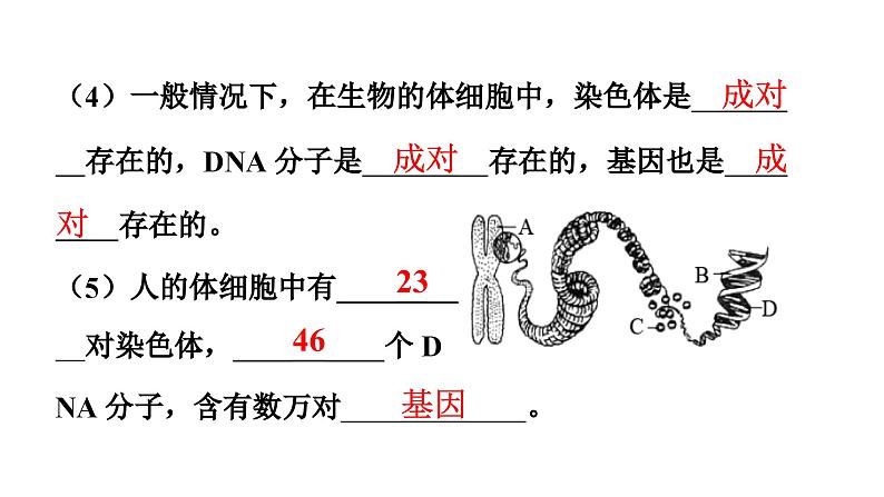 人教版生物八年级下册 第七单元第二章第二节基因在亲子代间的传递课件07