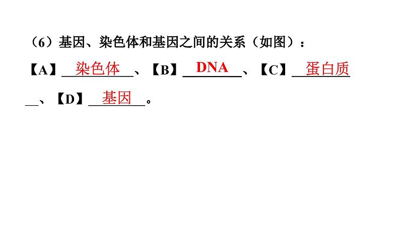 人教版生物八年级下册 第七单元第二章第二节基因在亲子代间的传递课件08