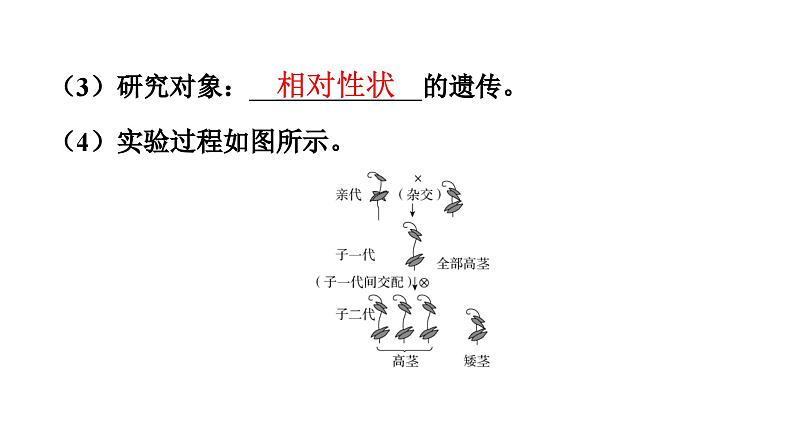 人教版生物八年级下册 第七单元第二章第三节基因的显性和隐性课件05