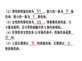 人教版生物八年级下册 第七单元第二章第四节人的性别遗传课件