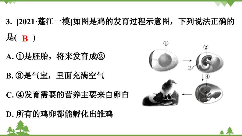 人教版生物八年级下册 第7单元  第1章  第4节   鸟的生殖和发育习题课件04