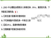 人教版生物八年级下册 第7单元  第2章  第2节　基因在亲子代间的传递习题课件