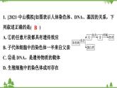 人教版生物八年级下册 第7单元  第2章  第2节　基因在亲子代间的传递习题课件