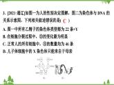 人教版生物八年级下册 第7单元  第2章  第4节   人的性别遗传习题课件