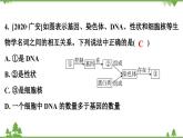 人教版生物八年级下册 期末专训  专训(2)   表格、曲线、结构模式图习题课件