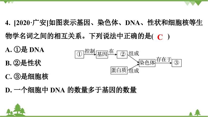 人教版生物八年级下册 期末专训  专训(2)   表格、曲线、结构模式图习题课件05