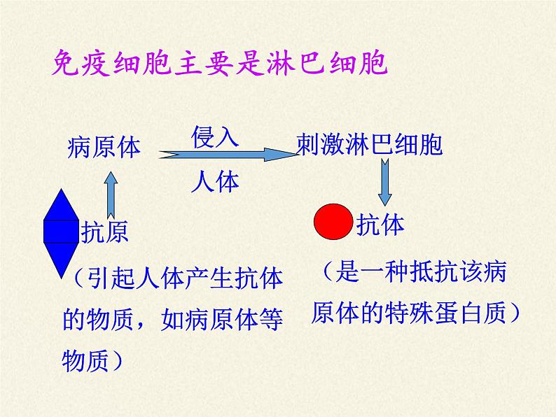 苏教版生物八年级下册 第二十五章 第三节 免疫(18)-课件07