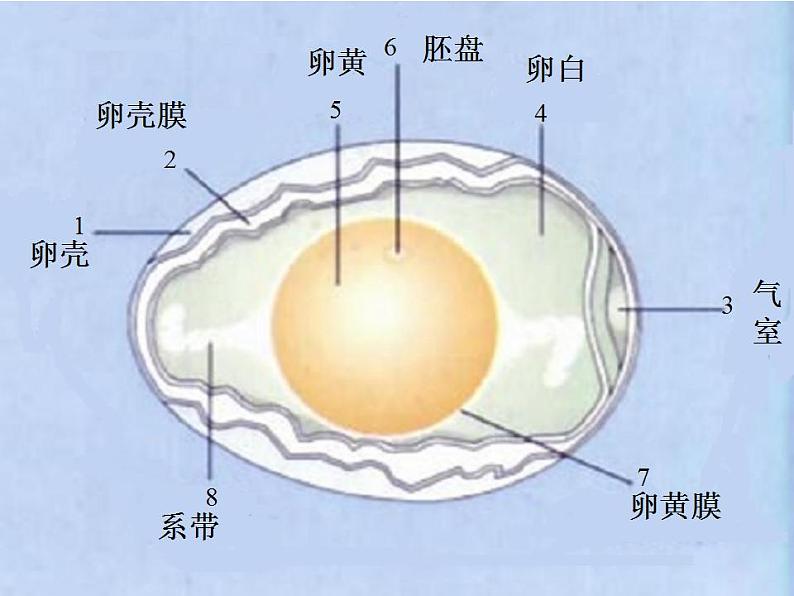 苏教版生物八年级下册 第二十一章 第二节 植物的有性生殖_-课件03