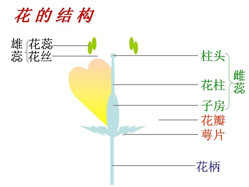 苏教版生物八年级下册 第二十一章 第二节 植物的有性生殖_-课件06