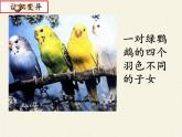 苏教版生物八年级下册 第二十二章 第五节 生物的变异(9)-课件