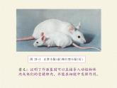 蘇教版生物八年級(jí)下冊(cè) 第二十四章 第一節(jié) 現(xiàn)代生物技術(shù)的應(yīng)用(10)-課件