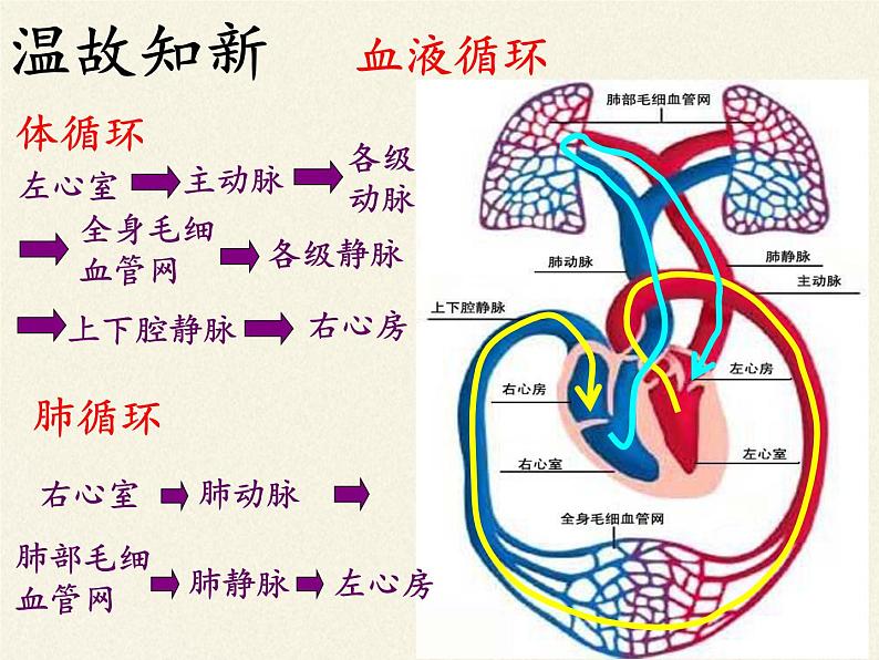 苏教版生物八年级下册 第二十五章 第二节 威胁健康的主要疾病-课件第5页