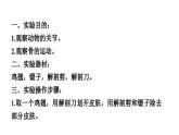 人教版生物八年級下冊 實(shí)驗一觀察骨、關(guān)節(jié)和肌肉課件