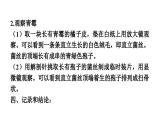 人教版生物八年級下冊 實(shí)驗二 觀察酵母菌和青霉課件