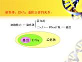 苏教版生物八年级下册 第二十二章 第二节 人类的性状和遗传_-课件