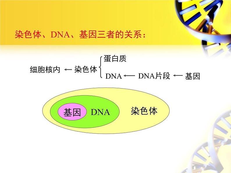 苏教版生物八年级下册 第二十二章 第二节 人类的性状和遗传_-课件02