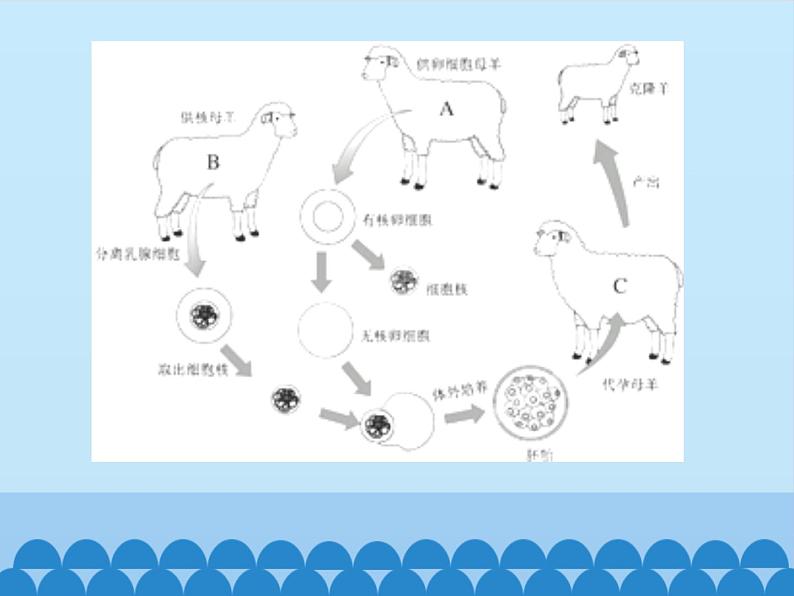 苏教版生物八年级下册 第二十四章 第一节 现代生物技术-课件05