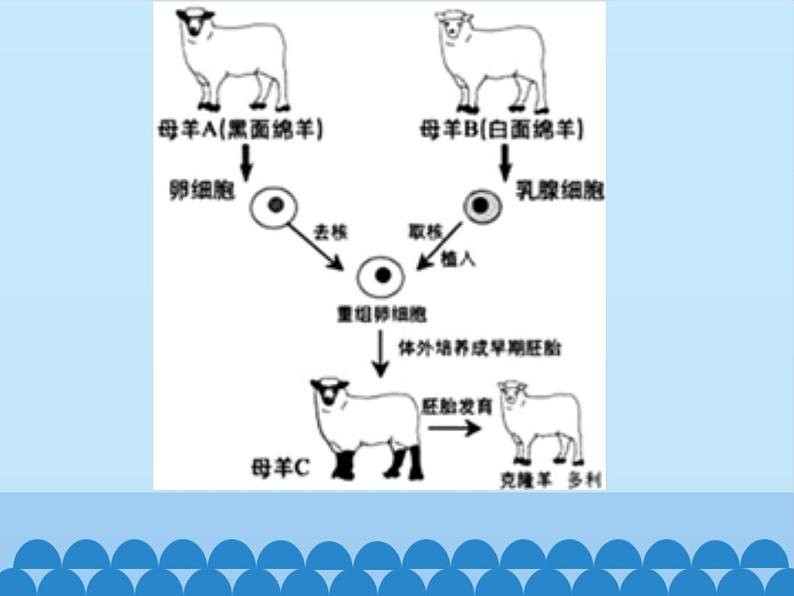 苏教版生物八年级下册 第二十四章 第一节 现代生物技术-课件06