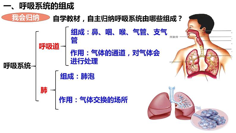 人教版生物七年级下册 4.3.1 呼吸道对空气的处理 同步课件+视频素材03