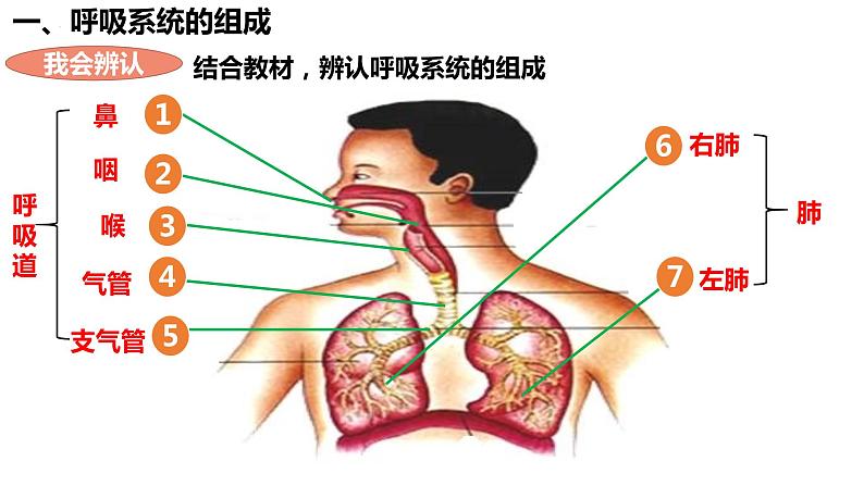 人教版生物七年级下册 4.3.1 呼吸道对空气的处理 同步课件+视频素材04