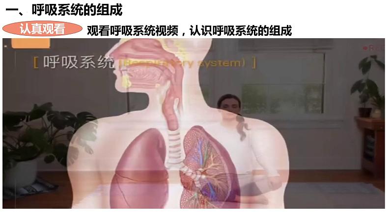 人教版生物七年级下册 4.3.1 呼吸道对空气的处理 同步课件+视频素材05