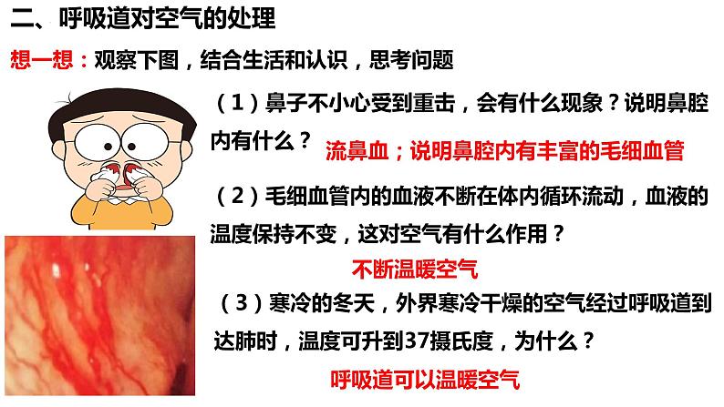 人教版生物七年级下册 4.3.1 呼吸道对空气的处理 同步课件+视频素材07