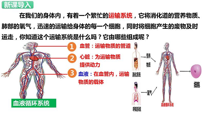 人教版生物七年级下册 4.4.1 流动的组织—血液 同步课件+视频素材02