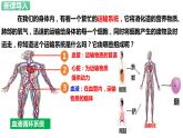 人教版生物七年级下册 4.4.1 流动的组织—血液 同步课件+视频素材