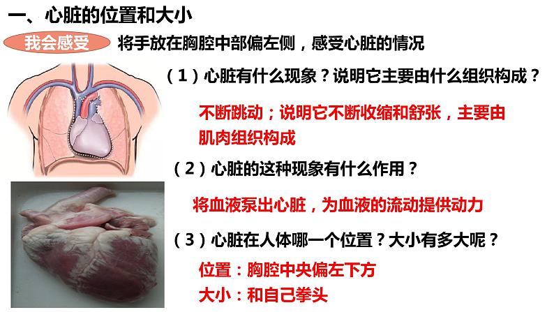 人教版生物七年级下册 4.4.3 输送血液的泵——心脏（第1课时） 同步课件+视频素材03