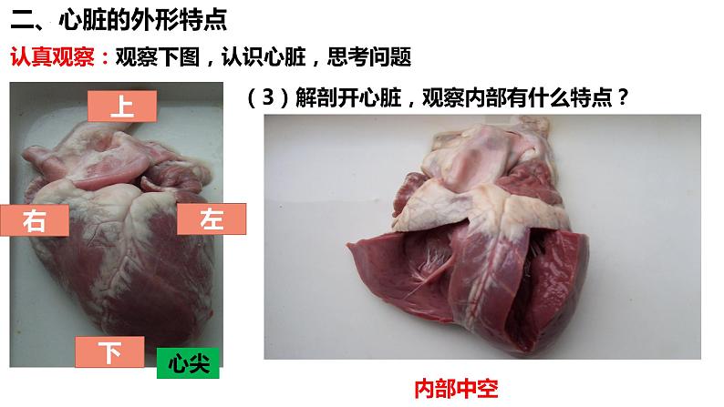 人教版生物七年级下册 4.4.3 输送血液的泵——心脏（第1课时） 同步课件+视频素材05