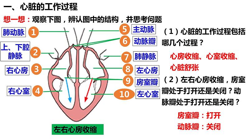 人教版生物七年级下册 4.4.3 输送血液的泵——心脏（第2课时） 同步课件+视频素材03