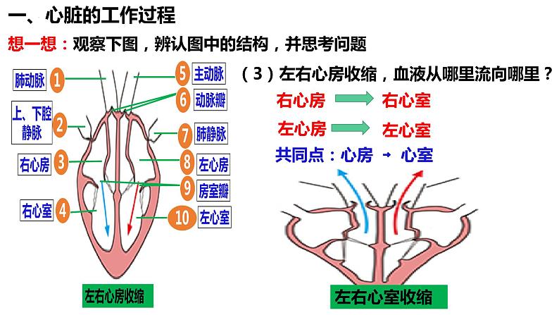 人教版生物七年级下册 4.4.3 输送血液的泵——心脏（第2课时） 同步课件+视频素材04