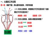 人教版生物七年级下册 4.4.3 输送血液的泵——心脏（第2课时） 同步课件+视频素材