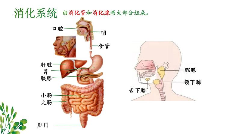 8.2+食物的消化和营养物质的吸收课件2023--2024学年北师大版生物七年级下册第4页