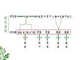 8.2+食物的消化和营养物质的吸收课件2023--2024学年北师大版生物七年级下册