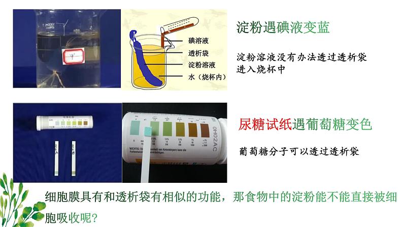 8.2+食物的消化和营养物质的吸收课件2023--2024学年北师大版生物七年级下册第7页