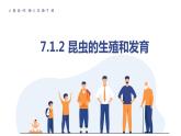 7.1.2昆虫的生殖和发育课件2023--2024学年人教版生物八年级下册