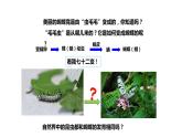 7.1.2昆虫的生殖和发育课件2023--2024学年人教版生物八年级下册