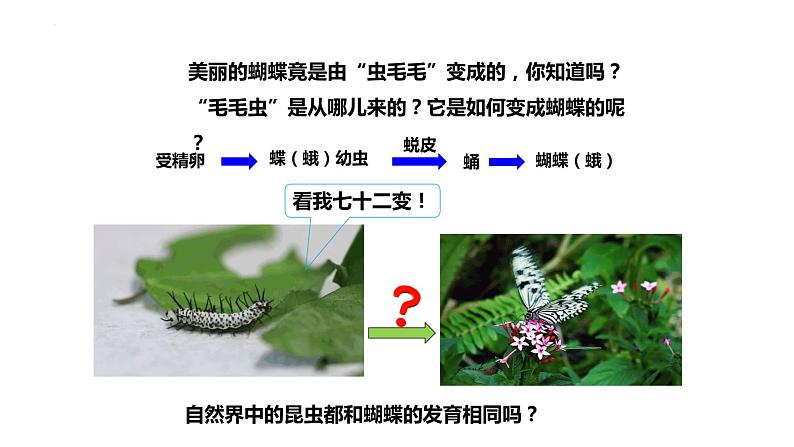 7.1.2昆虫的生殖和发育课件2023--2024学年人教版生物八年级下册第2页