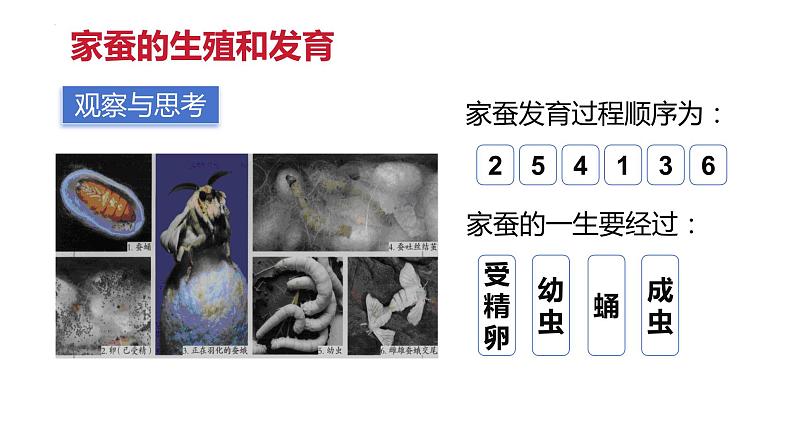 7.1.2昆虫的生殖和发育课件2023--2024学年人教版生物八年级下册第5页