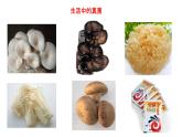 5.4.3真菌课件2023--2024学年人教版生物八年级上册