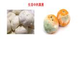 5.4.3真菌课件2023--2024学年人教版生物八年级上册