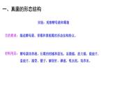 5.4.3真菌课件2023--2024学年人教版生物八年级上册