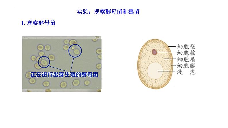 5.4.3真菌课件2023--2024学年人教版生物八年级上册第7页