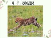 5.2.1动物的运动课件2023--2024学年人教版生物八年级上册