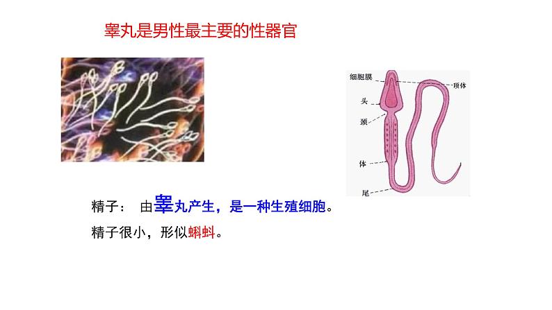 4.1.2人的生殖课件2023--2024学年人教版生物七年级下册第6页