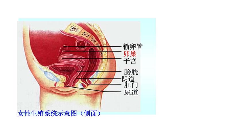 4.1.2人的生殖课件2023--2024学年人教版生物七年级下册第8页