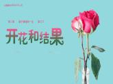 3.2.3开花和结果课件2023--2024学年人教版生物七年级上册