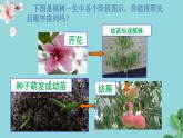 3.2.3开花和结果课件2023--2024学年人教版生物七年级上册